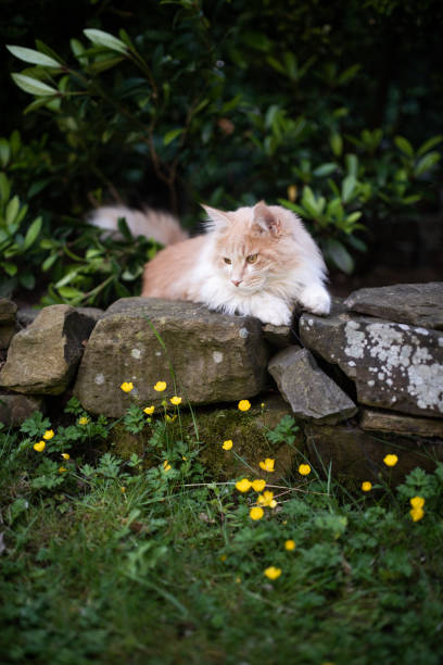 istock maine coon garden 1169571829