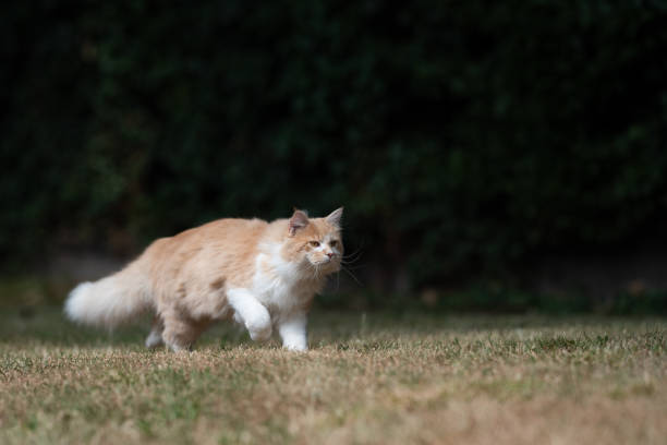 istock maine coon garden 1169571835