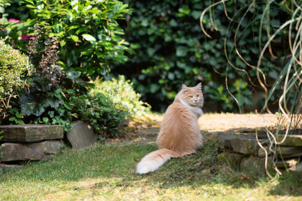 istock maine coon garden 1169571891