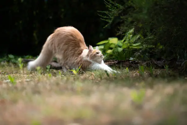 Photo of maine coon garden