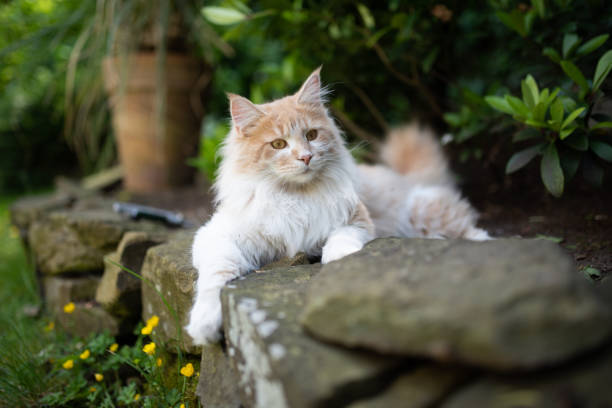 istock maine coon garden 1169571949