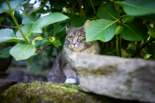 young blue tabby maine coon cat with white paws hiding under a bush in the garden looking alerted and frightened observing the area