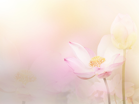 Floral abstract nature background. Pink blossom water lily with pastel vintage soft style.