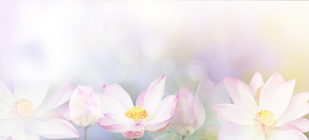 Banner floral abstract nature background. Pink blossom water lily with pastel vintage soft style.