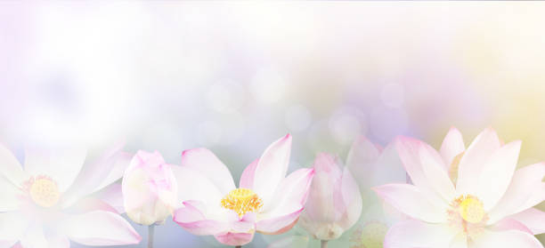 water lily background Banner floral abstract nature background. Pink blossom water lily with pastel vintage soft style. water lily photos stock pictures, royalty-free photos & images