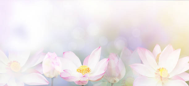 water lily background Banner floral abstract nature background. Pink blossom water lily with pastel vintage soft style. lotus water lily white flower stock pictures, royalty-free photos & images