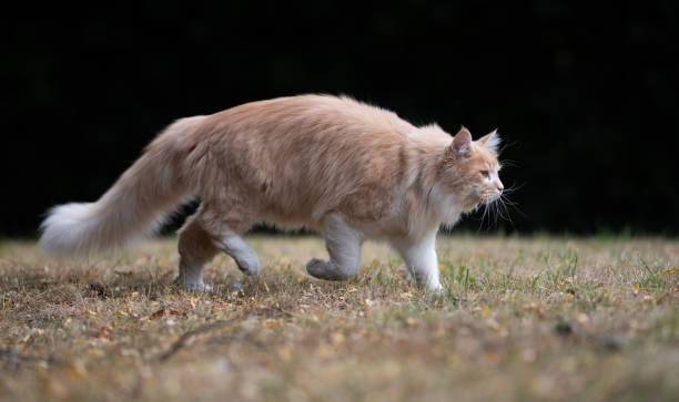 istock maine coon garden 1169572036