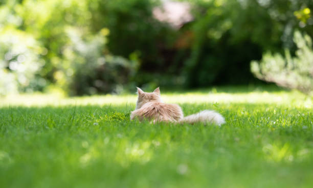 istock maine coon garden 1169572052