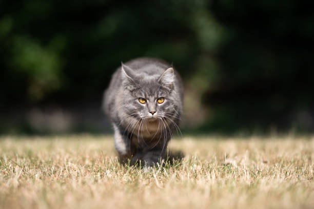 istock cat outdoors 1169572060