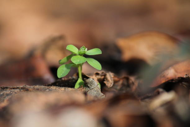 A Small Plant with a Waterdrop growing through the autumn leaves in springtime