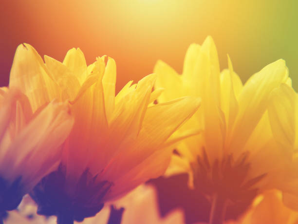 istock Yellow Chrysanthemum flowers 1169572388