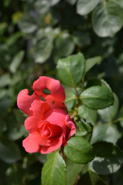 bocciolo luminoso di una rosa rosa con un petalo perforato, un petalo con buchi dalla natura in un giardino di casa, la città di dnipro, ucraina. - rosemary flower single flower flower head foto e immagini stock