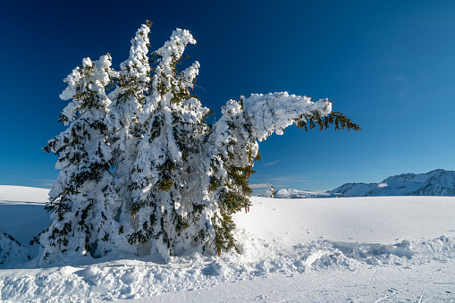 coniferous tree close to ski piste with cones covered in deep snow bending under heavy snow weight high up in winter alpine mountains on sunny day clear blue sky