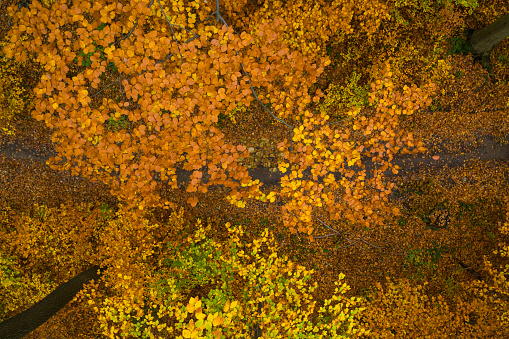 drone point of view birdseye perspective shooting down in colorful foliage of autumn forest