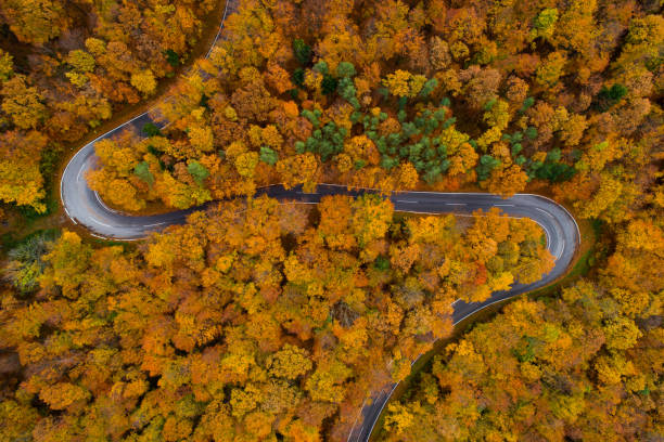 istock aerial view curvy country road through autumn leaf colored forest 1169574200