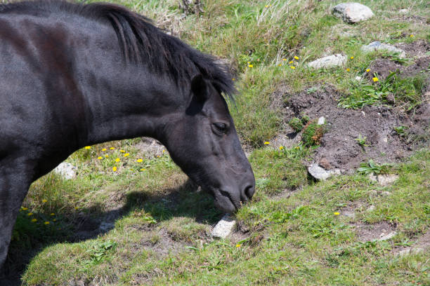 A moor pony grazing on the Cornish coast in summer