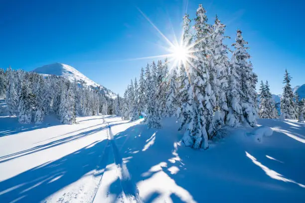 ski track in fresh deep snow in alpine terrain with snow covered conifer trees in winter mountains on sunny cold day starshapped sun peaceful nobody