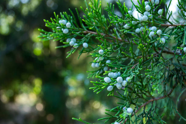 istock The beautiful branch of thuja tree. 1169579518