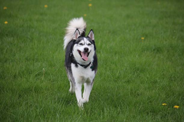 beautiful mixed husky dog is running in the garden active mixed husky dog in the park siberia summer stock pictures, royalty-free photos & images