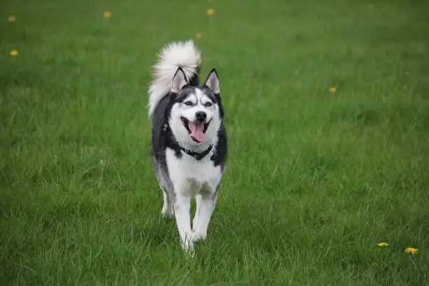 active mixed husky dog in the park