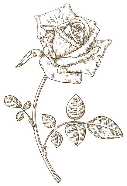 Illustration of a hand drawn rose isolated on white vector art illustration