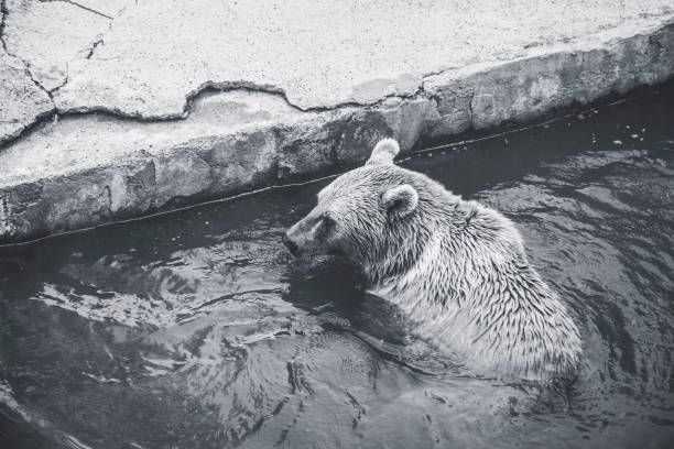 istock the bear in the water 1169586515