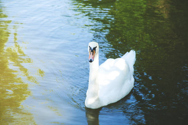 istock white swan in the water 1169586677