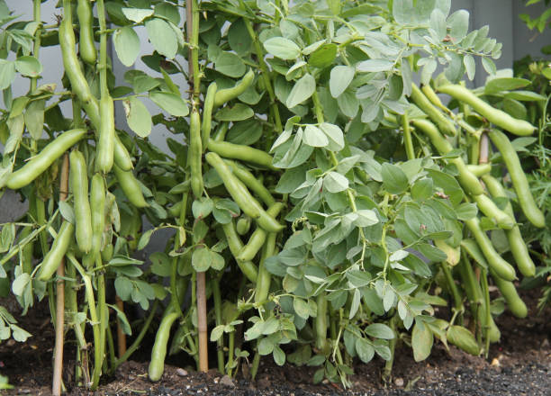 broad bean plants. - broad bean imagens e fotografias de stock