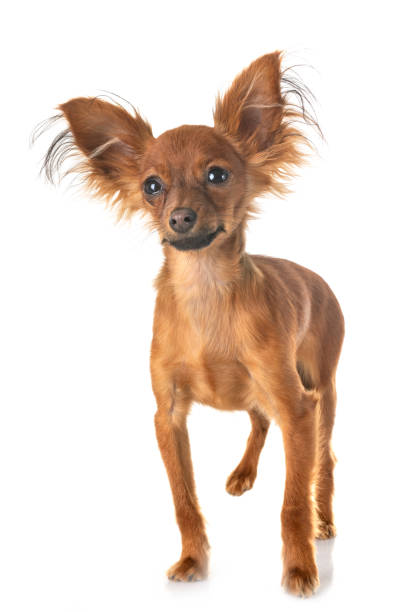 istock Russkiy Toy puppy 1169590112
