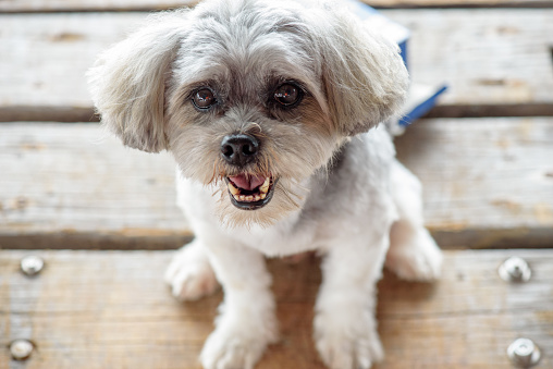 Image of Cute Lhasa Apso puppy sitting.