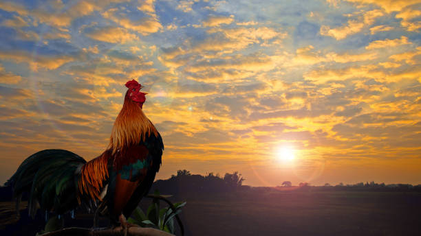 Beautiful cock crowing. Rooster crowing in the morning with sunrise. cockerel photos stock pictures, royalty-free photos & images