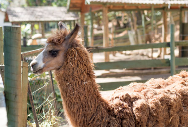 istock The farm llama. 1169590889