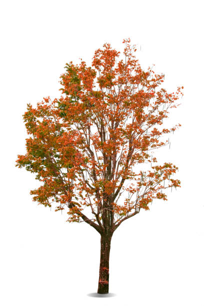 istock Red color leave on tree summer time on white 1169590974