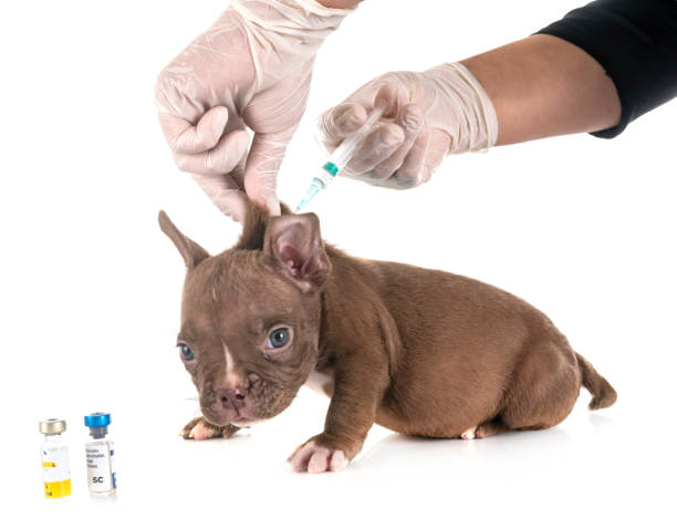 istock puppy american bully 1169591113