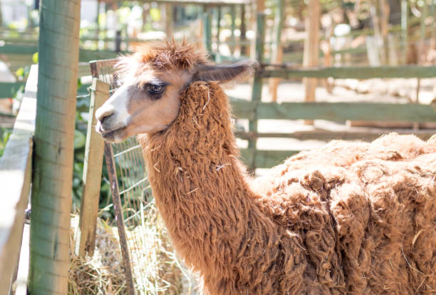 istock The farm llama. 1169591798