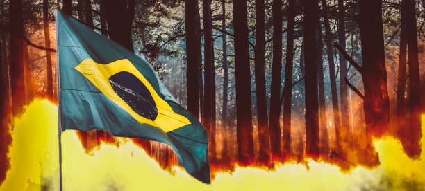 feu de forêt de pin èthe ment faisant rage avec le drapeau brésilien au premier plan - hairbrush photos et images de collection