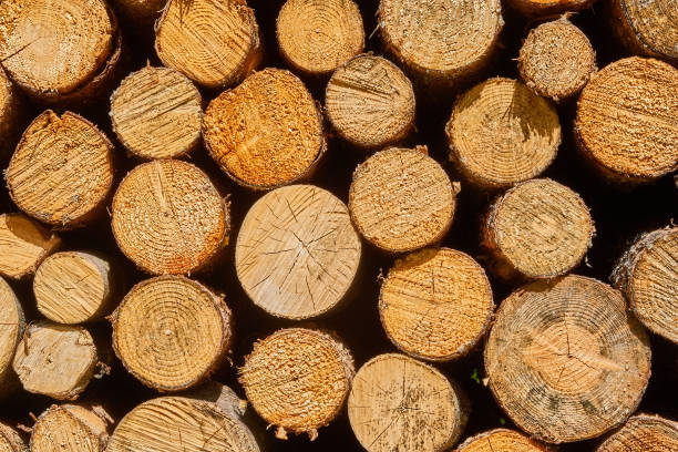 Frontal view of stacked cut logs, as background, pattern or texture