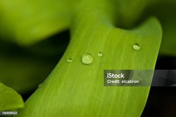 Leaf 건강관리와 의술에 대한 스톡 사진 및 기타 이미지 - 건강관리와 의술, 건설 산업, 기포