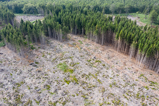 aerial view of a clear cut in german coniferous forest
