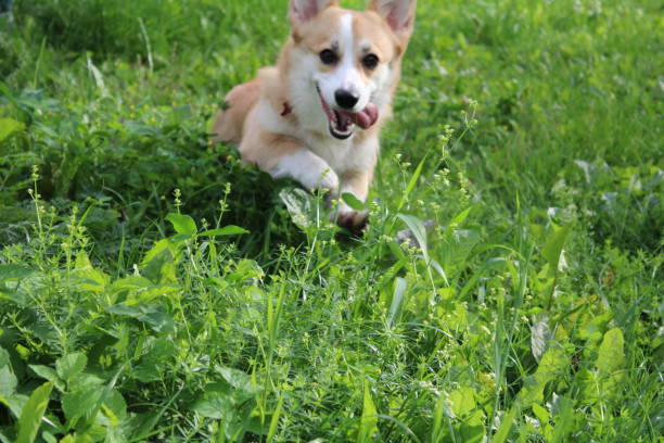 istock Welsh Corgi Pembroke 1169598223