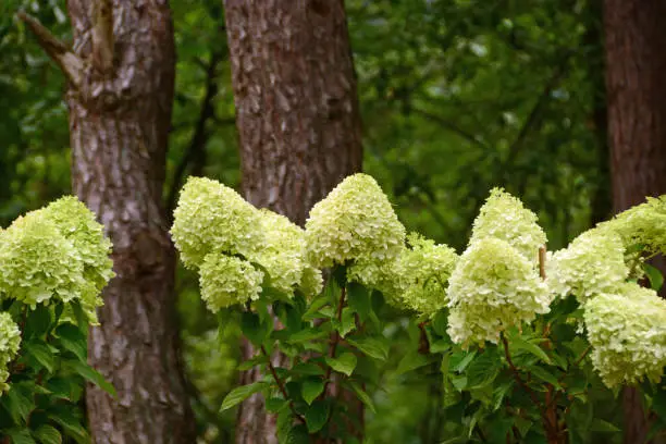 Summer: Ornamental garden large group of flowering White Hydrangea paniculata standing between the trees.