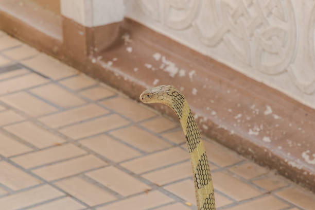 istock King cobra is raising his head. 1169600403