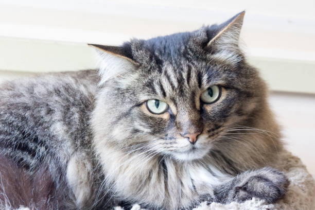 istock Gray very fluffy domestic cat 1169600417