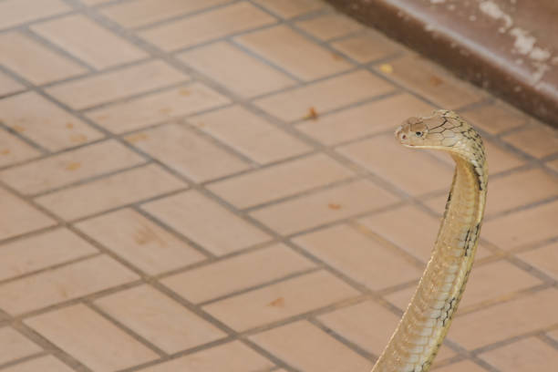 istock King cobra is raising his head. 1169600476