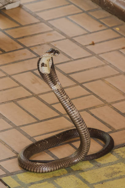 istock Cobra is on the floor 1169600504