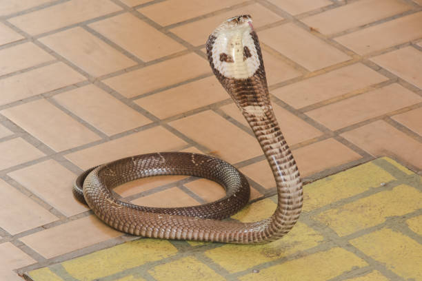 istock Cobra is on the floor 1169600506