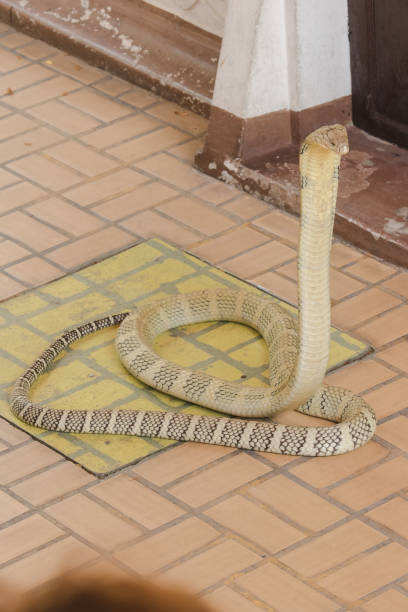 istock King cobra is raising his head. 1169600507