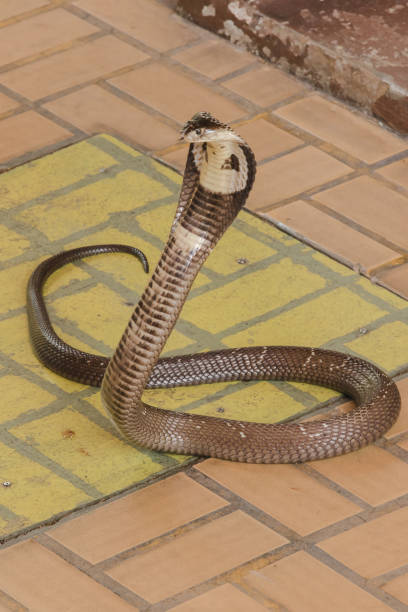 istock Cobra is on the floor 1169600538