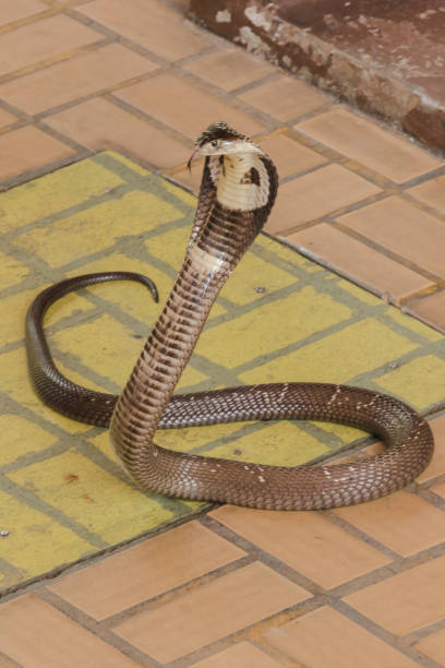 istock Cobra is on the floor 1169600540