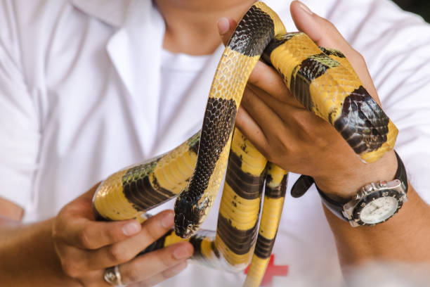 istock Malayan Krait is on a man's hand. 1169600560